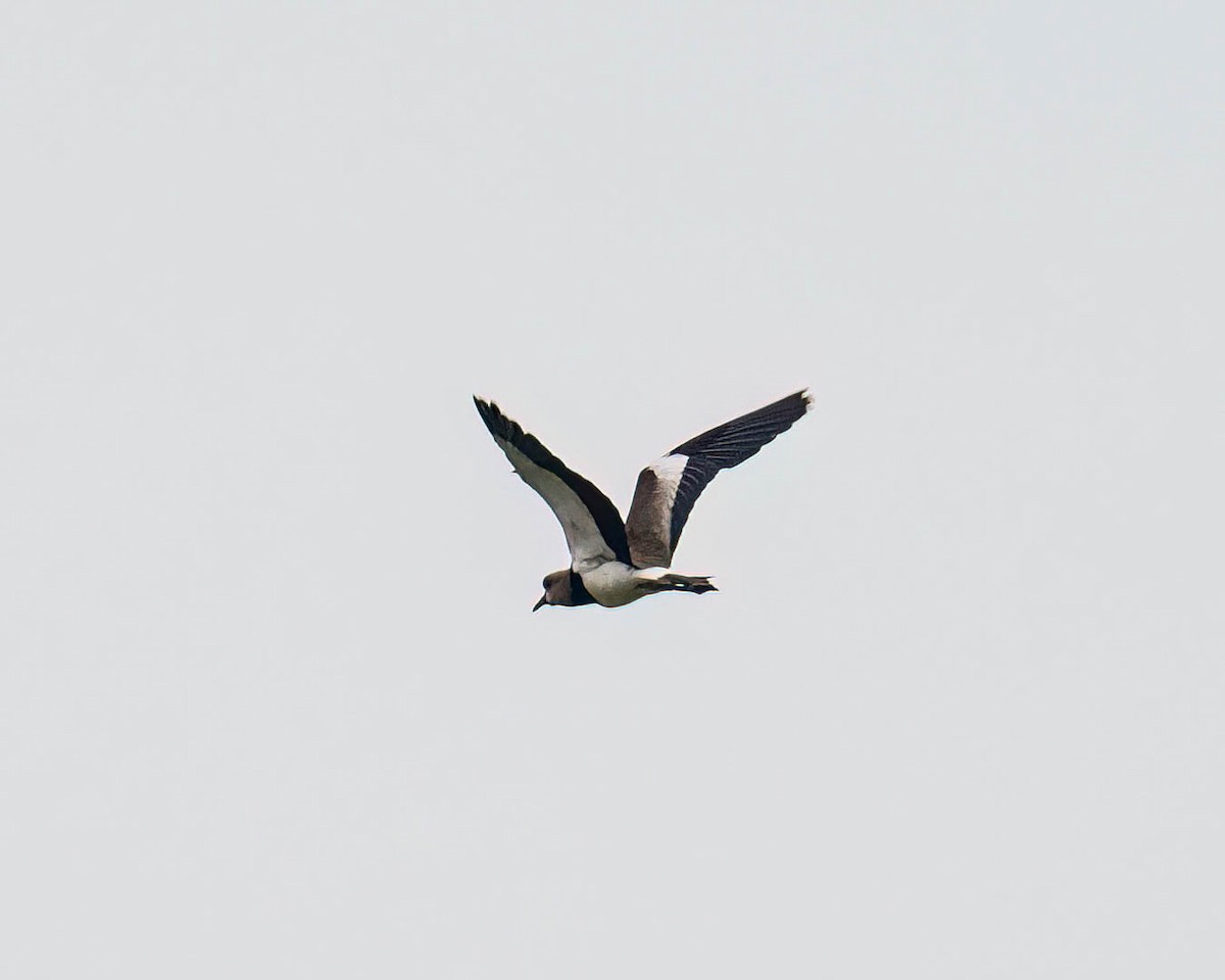 Southern Lapwing - ML644363159