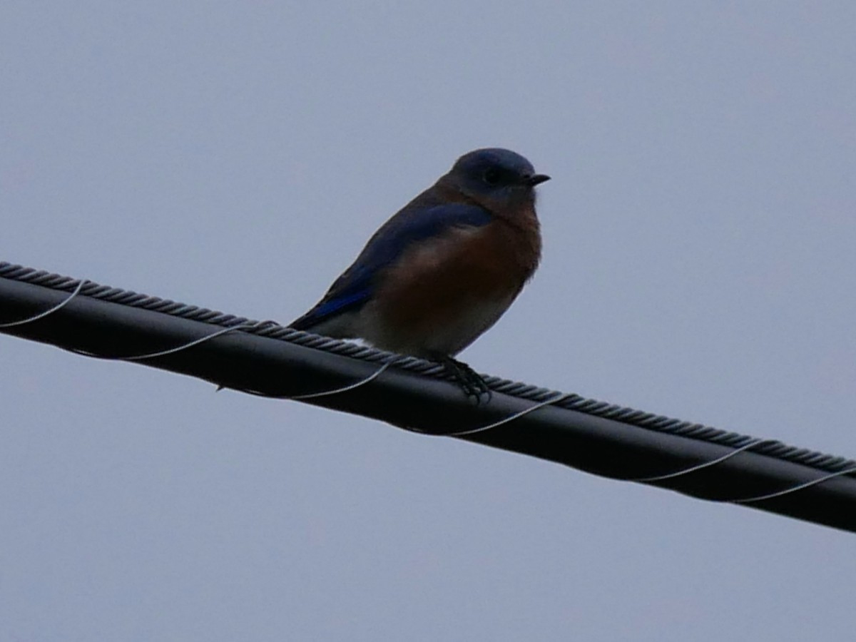 Eastern Bluebird - ML644363160