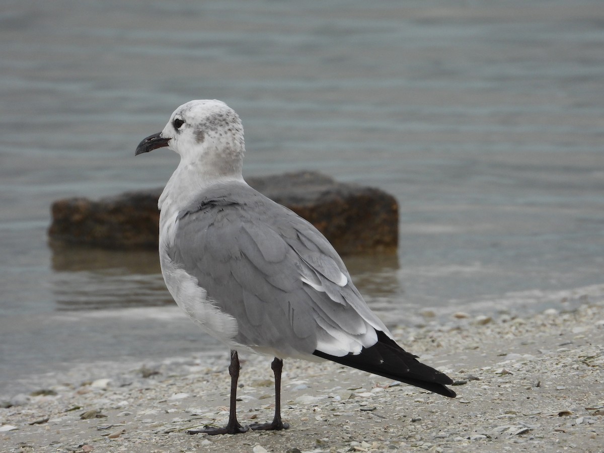 Laughing Gull - ML644363161