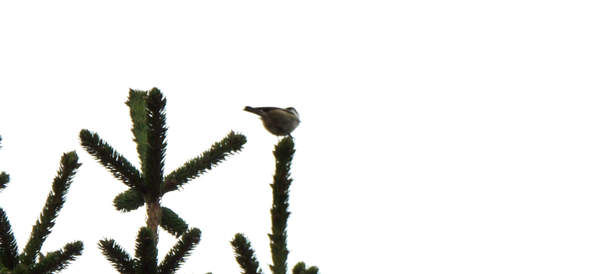 Mésange boréale - ML644363162