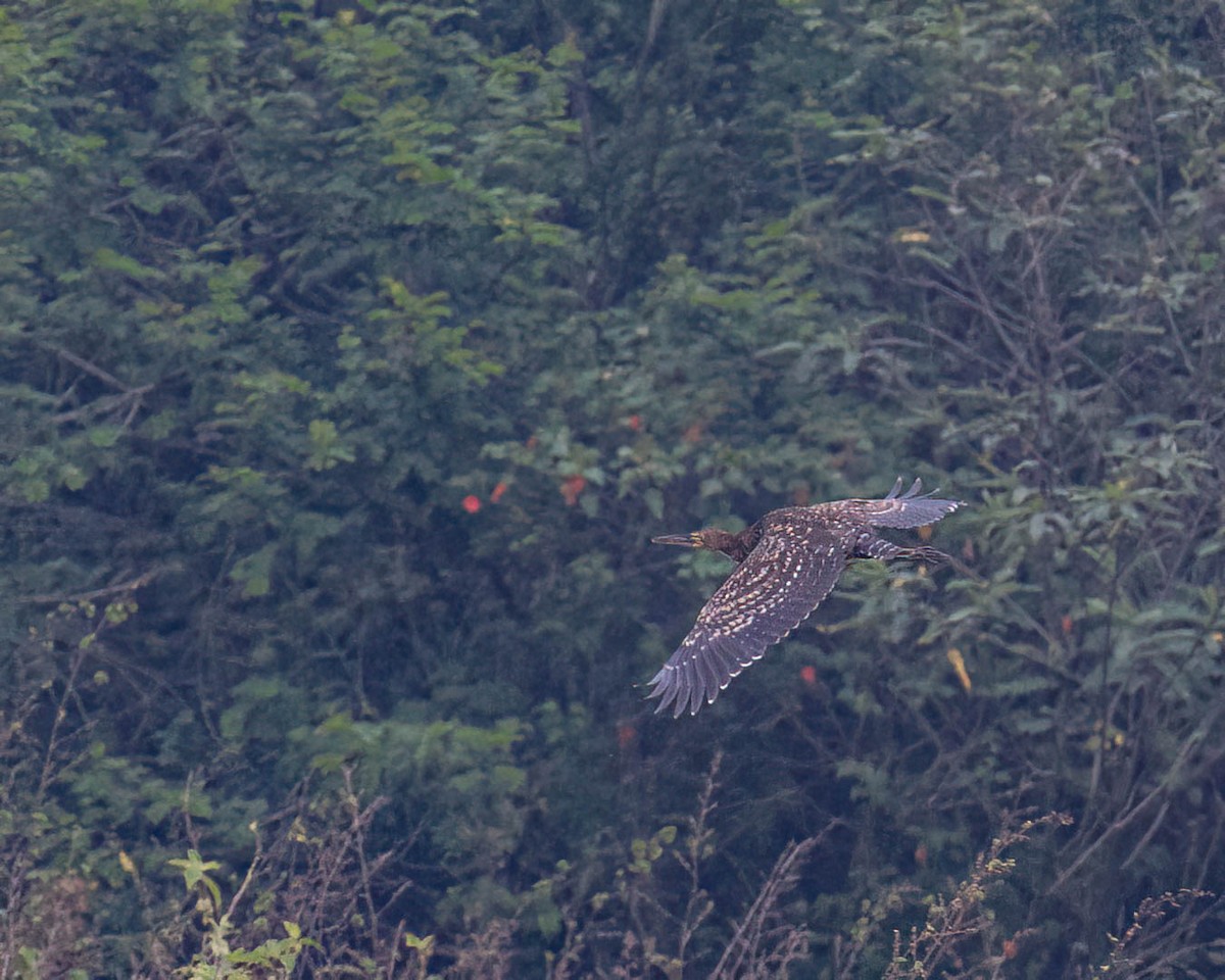 Rufescent Tiger-Heron - ML644363163