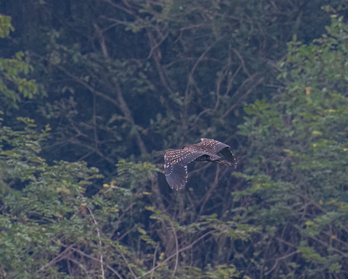 Rufescent Tiger-Heron - ML644363164