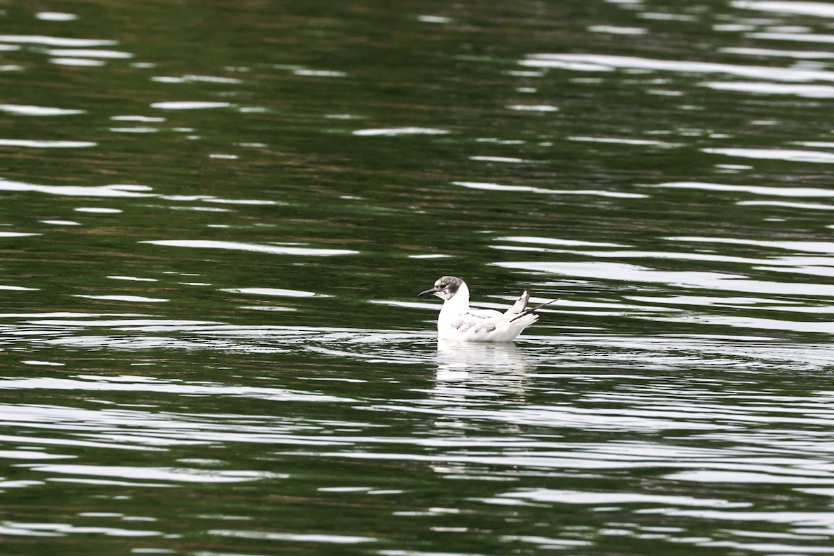 Bonaparte's Gull - ML644363165