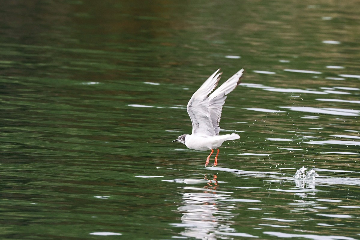 Bonaparte's Gull - ML644363166