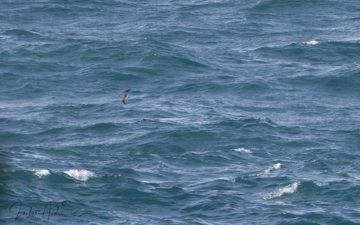 Качурка північна - ML644363168