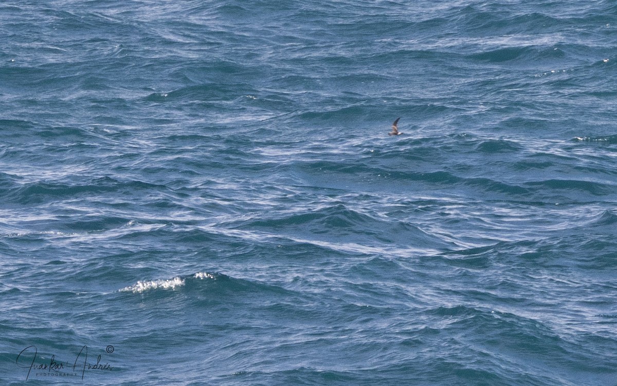 Качурка північна - ML644363169