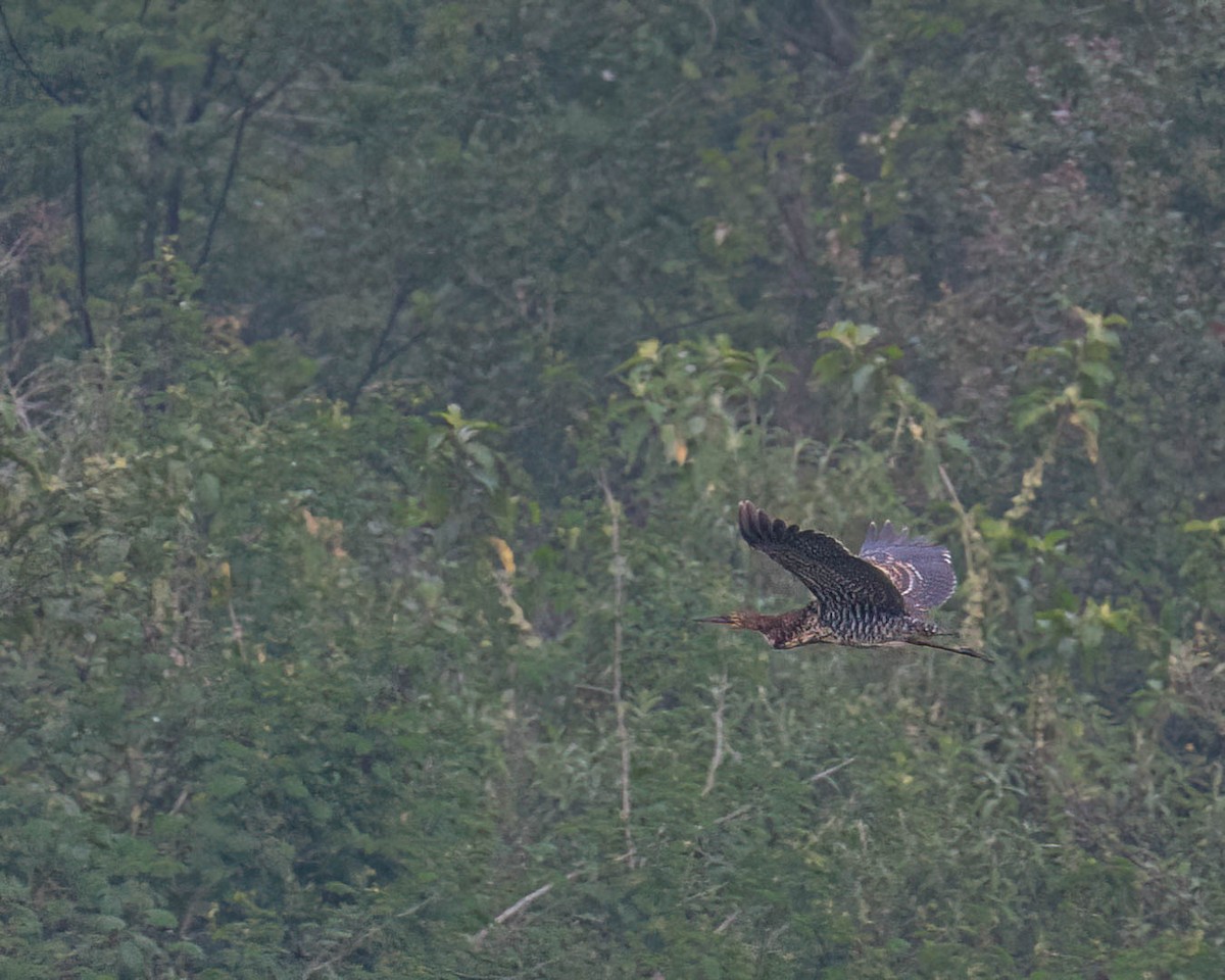 Rufescent Tiger-Heron - ML644363174