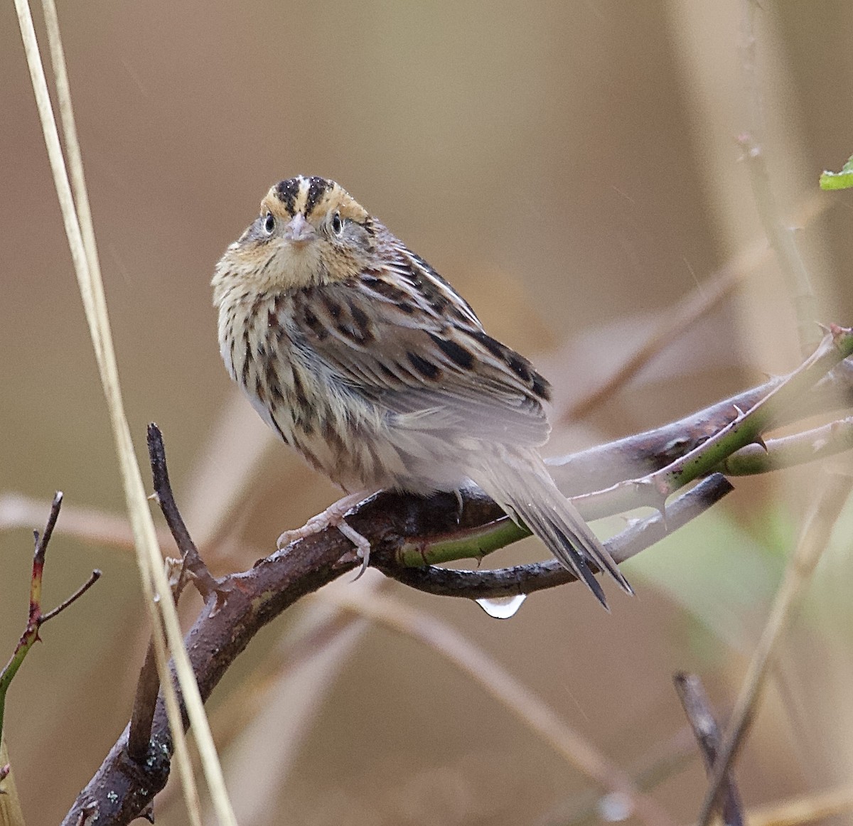 gråørespurv - ML644363175