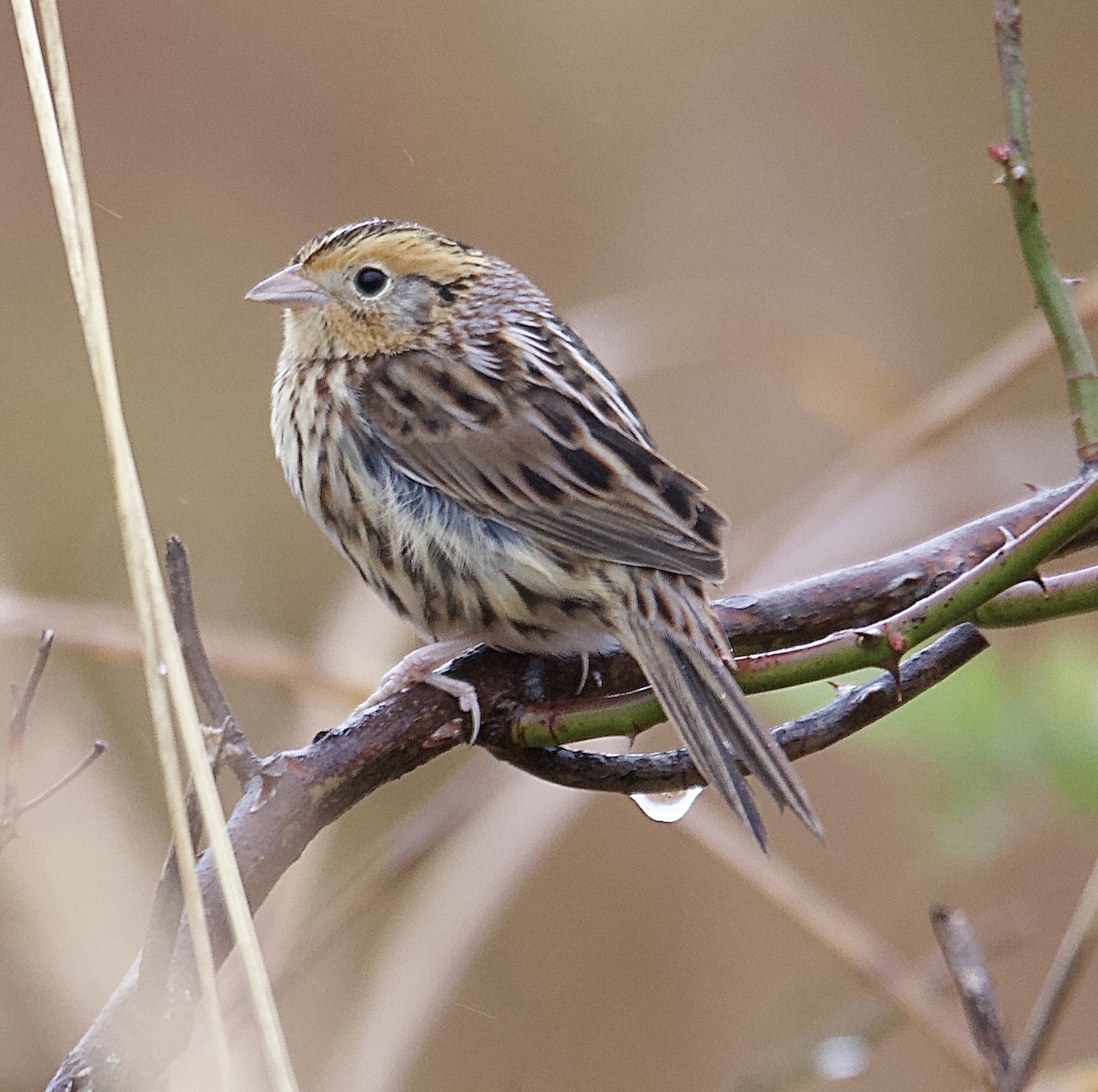 gråørespurv - ML644363176