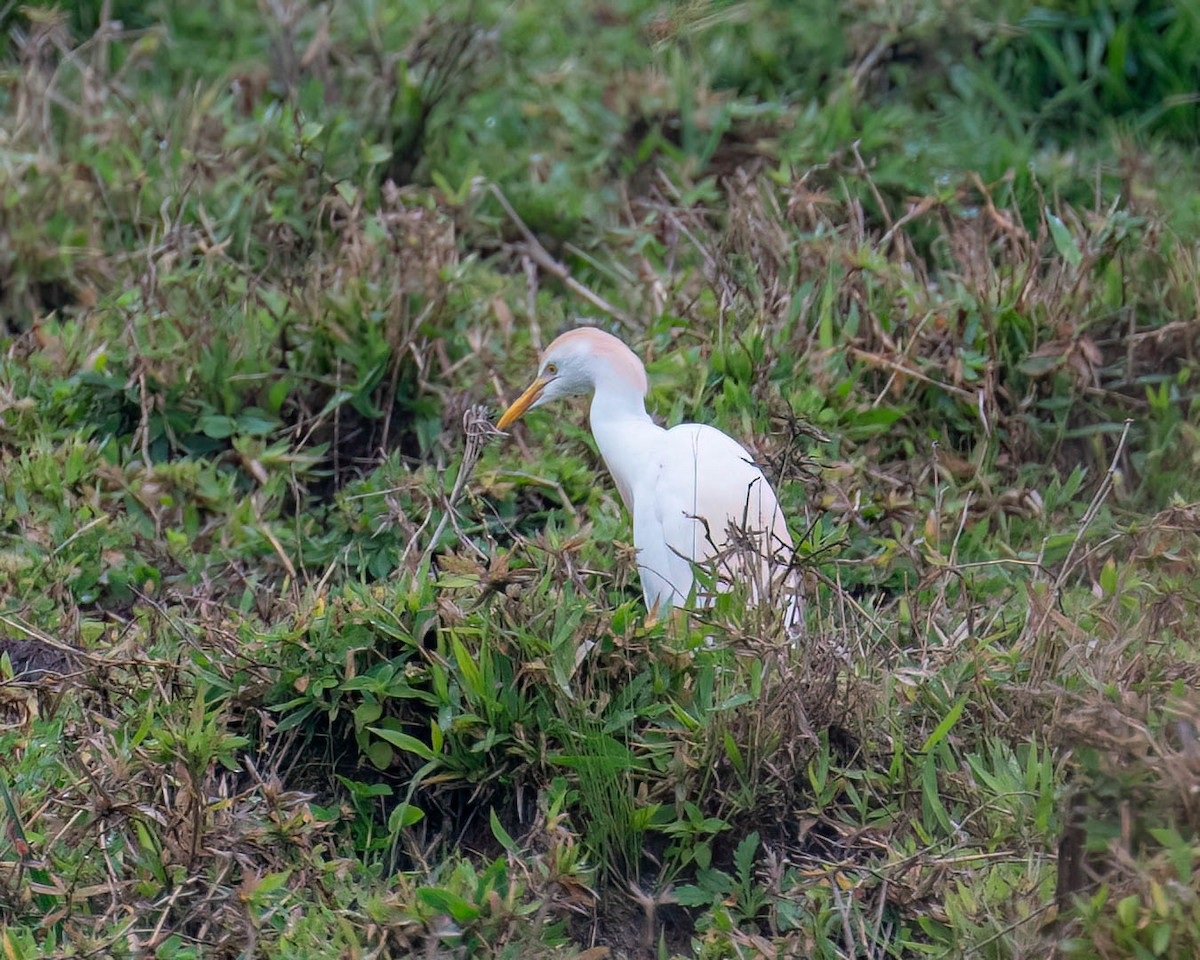 Western Cattle-Egret - ML644363177