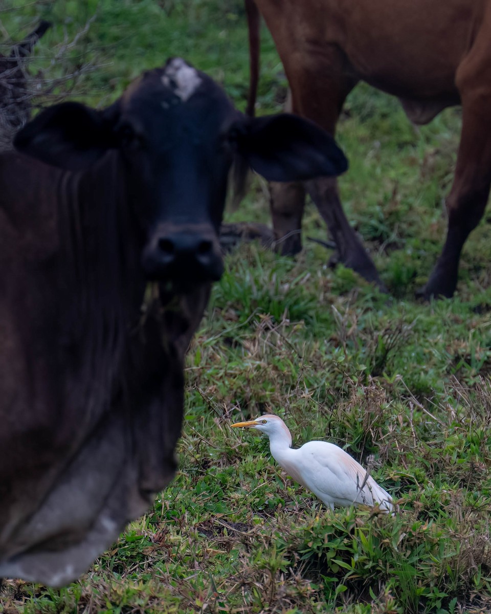 Western Cattle-Egret - ML644363178