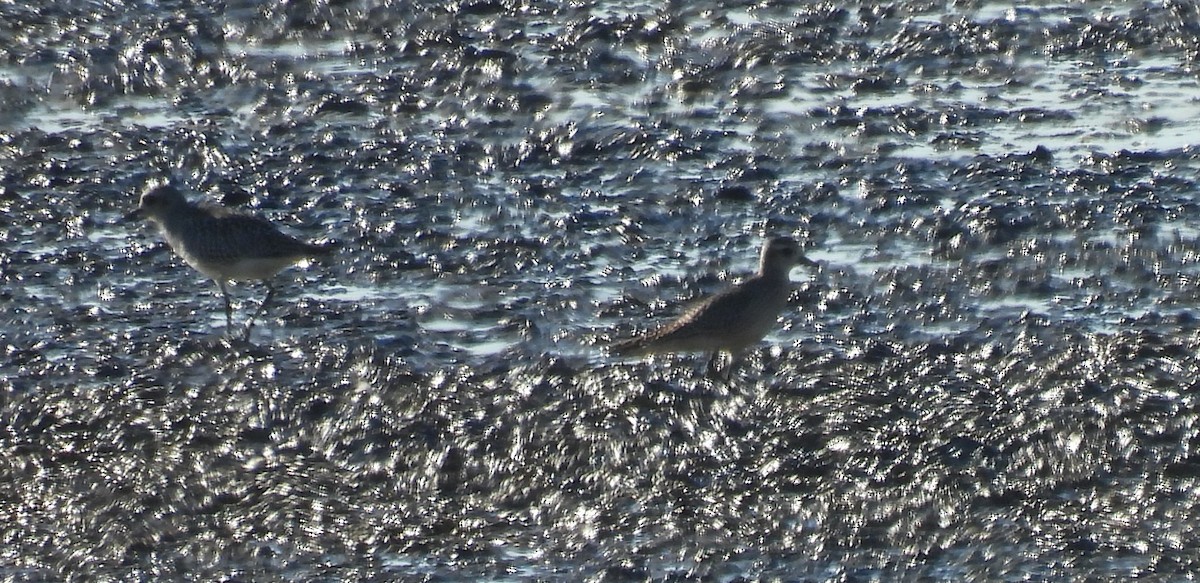 American Golden-Plover - ML644363179