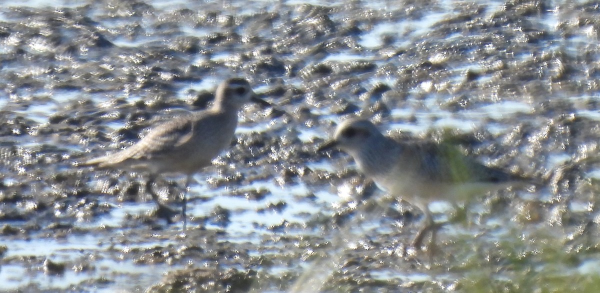 American Golden-Plover - ML644363180