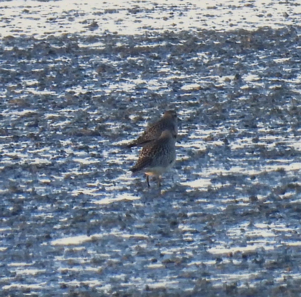 American Golden-Plover - ML644363181