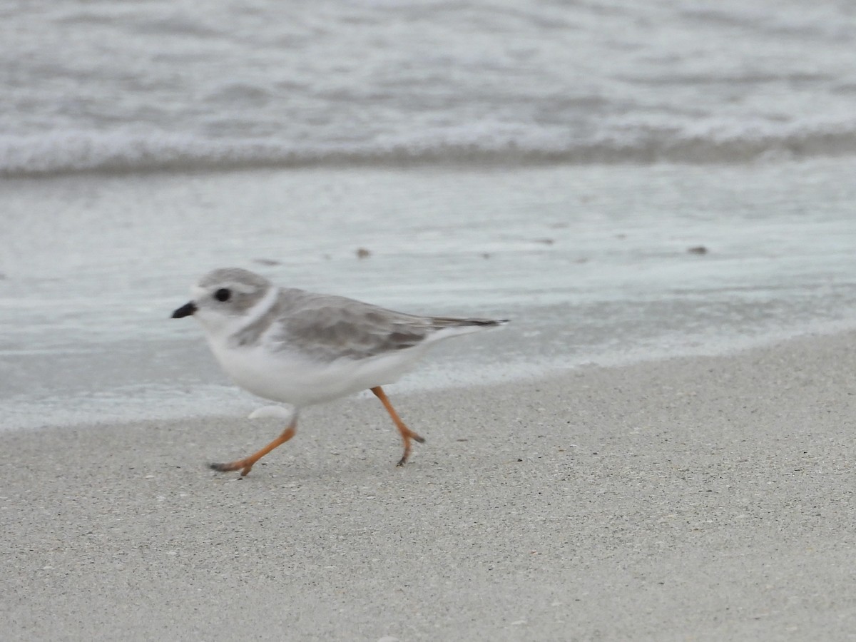 Piping Plover - ML644363182