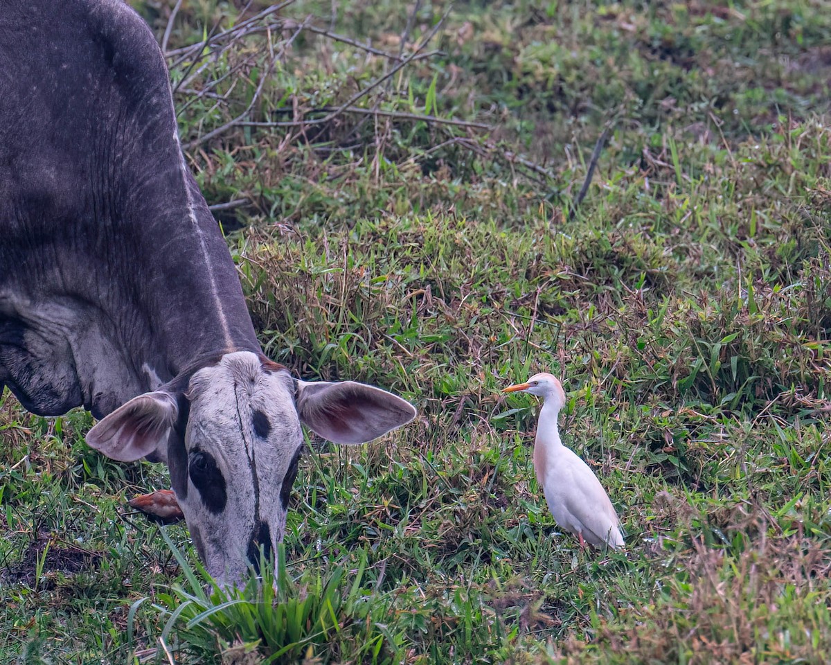 Western Cattle-Egret - ML644363183