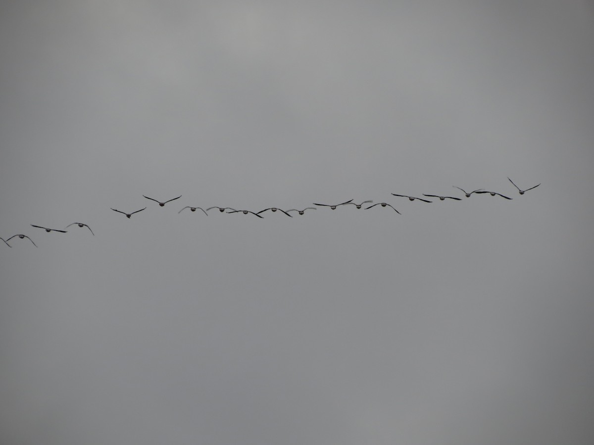 Graylag Goose - ML644363184