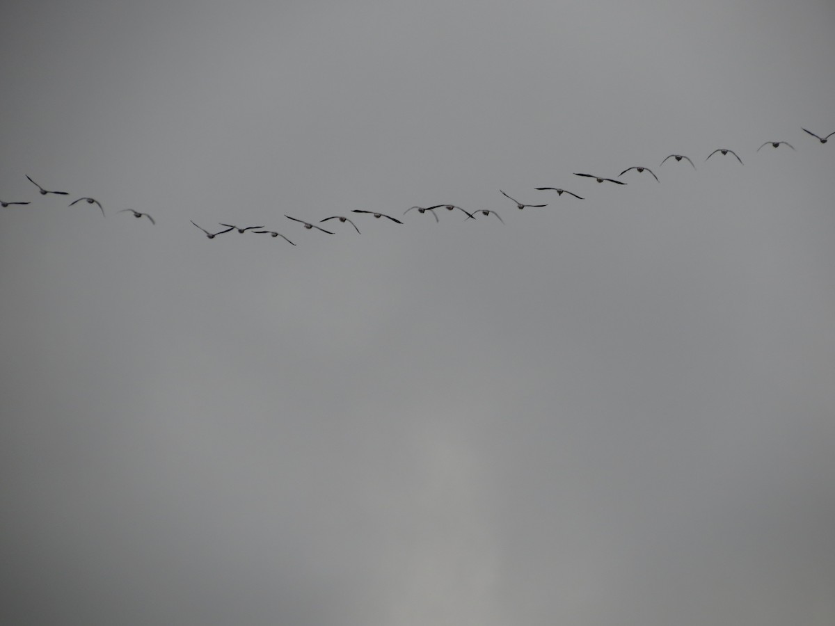 Graylag Goose - ML644363185