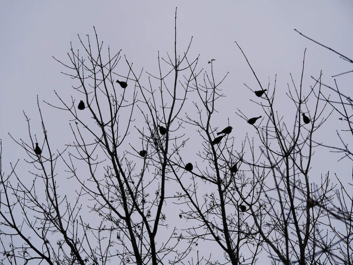 husrosenfink - ML644363188