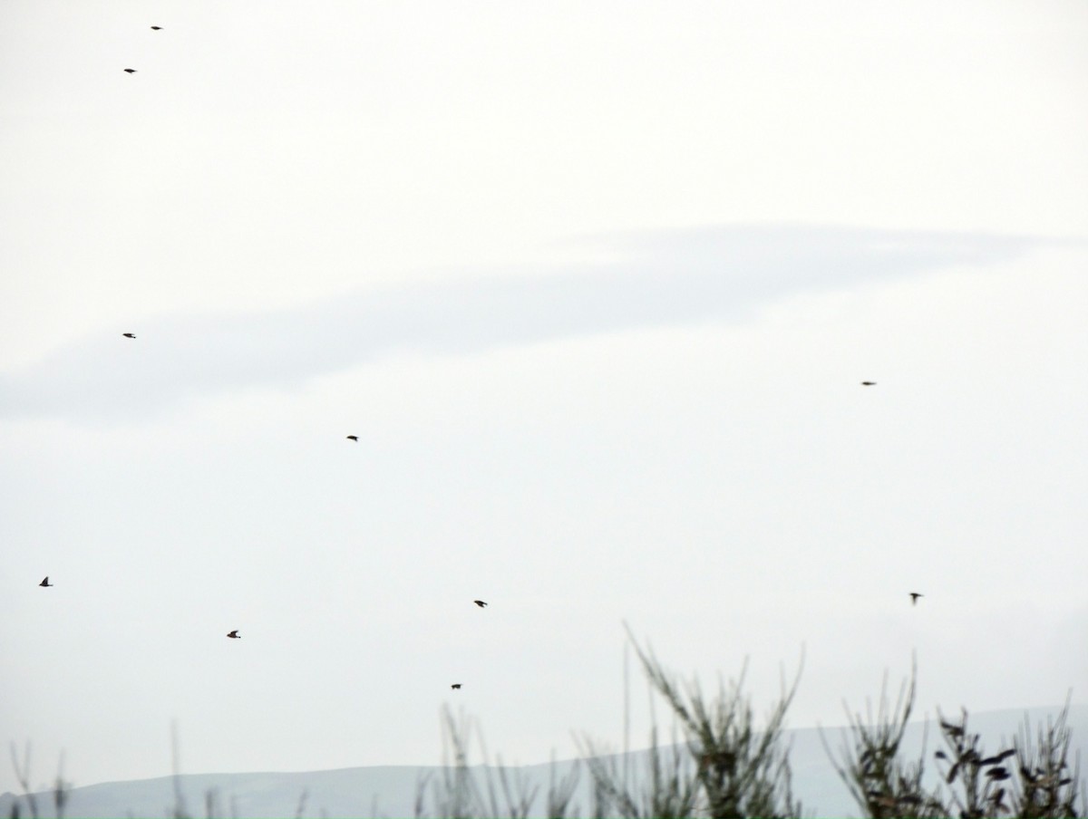 Red Crossbill - ML644363193