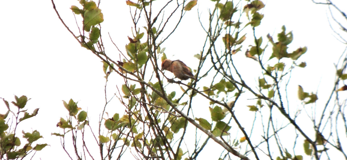 Mokoker arrunta - ML644363205