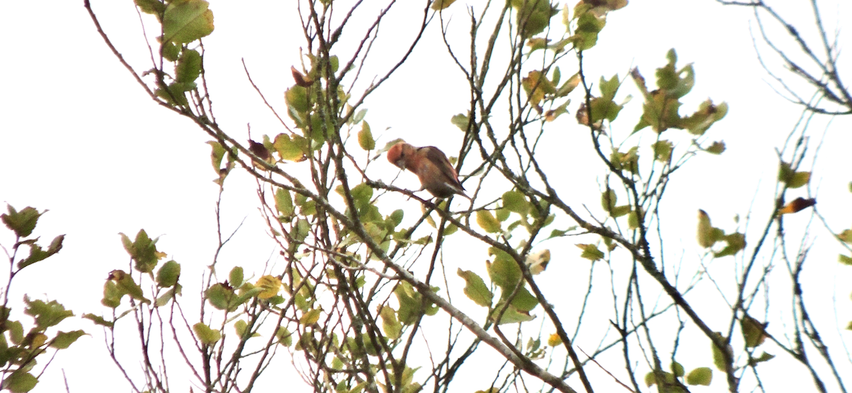 Mokoker arrunta - ML644363206