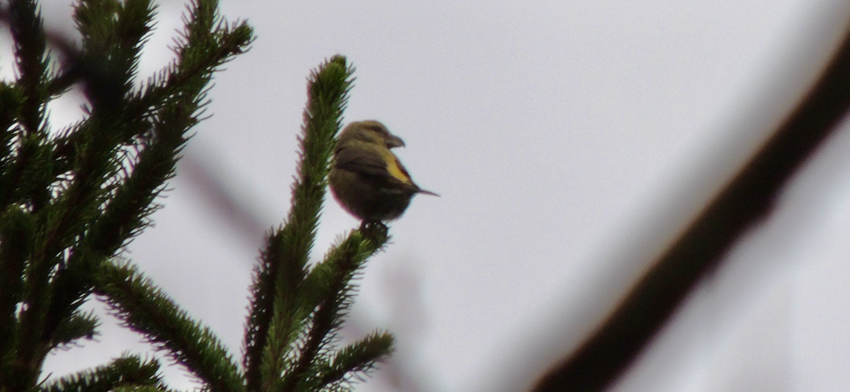 Mokoker arrunta - ML644363207