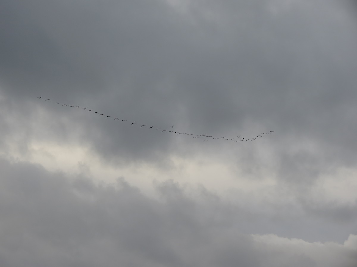 Graylag Goose - ML644363208