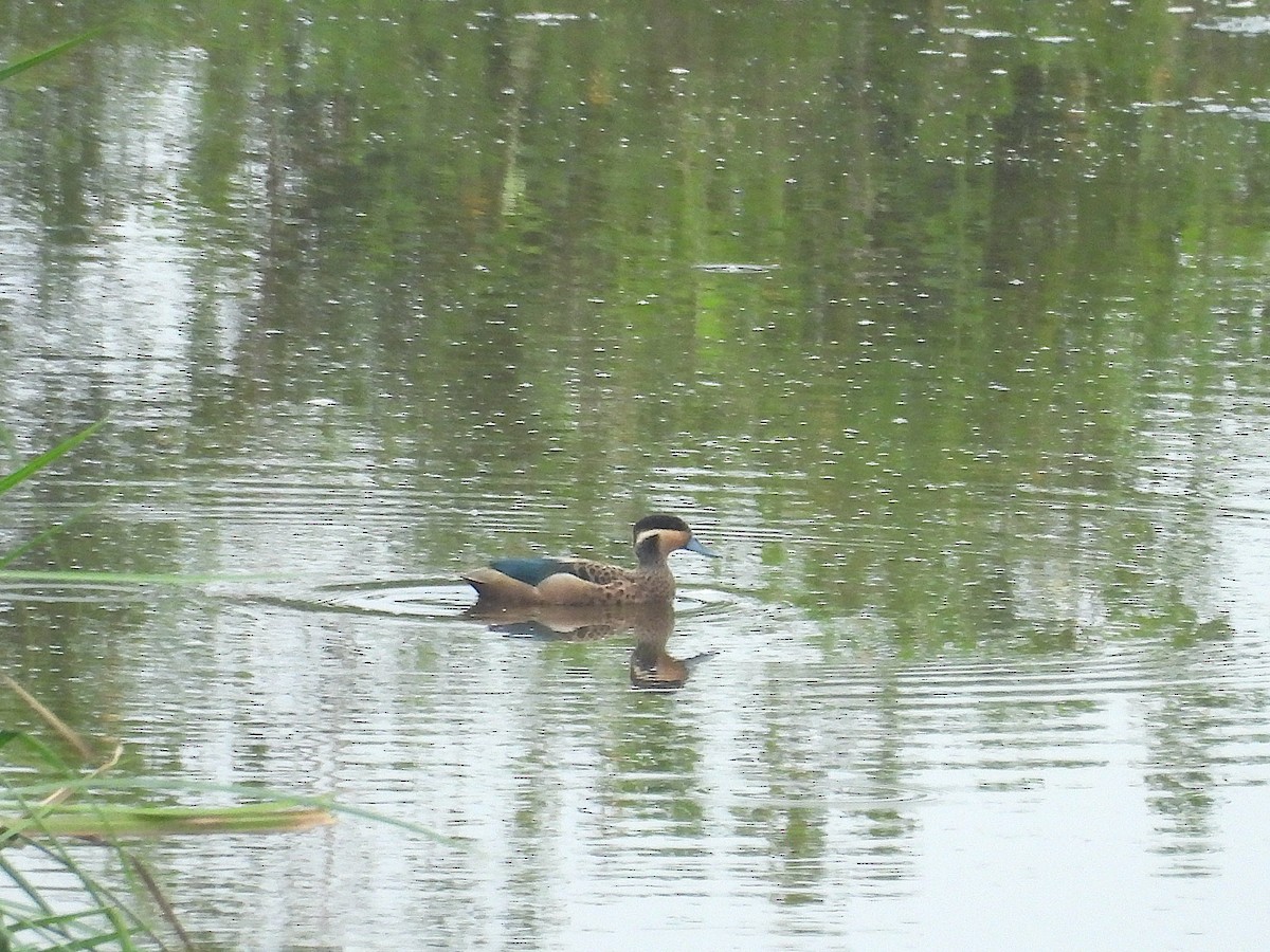 Blue-billed Teal - ML644363209