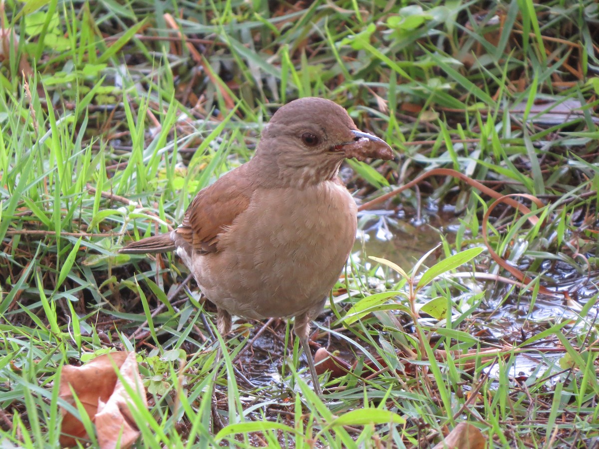 Pale-breasted Thrush - ML644363210