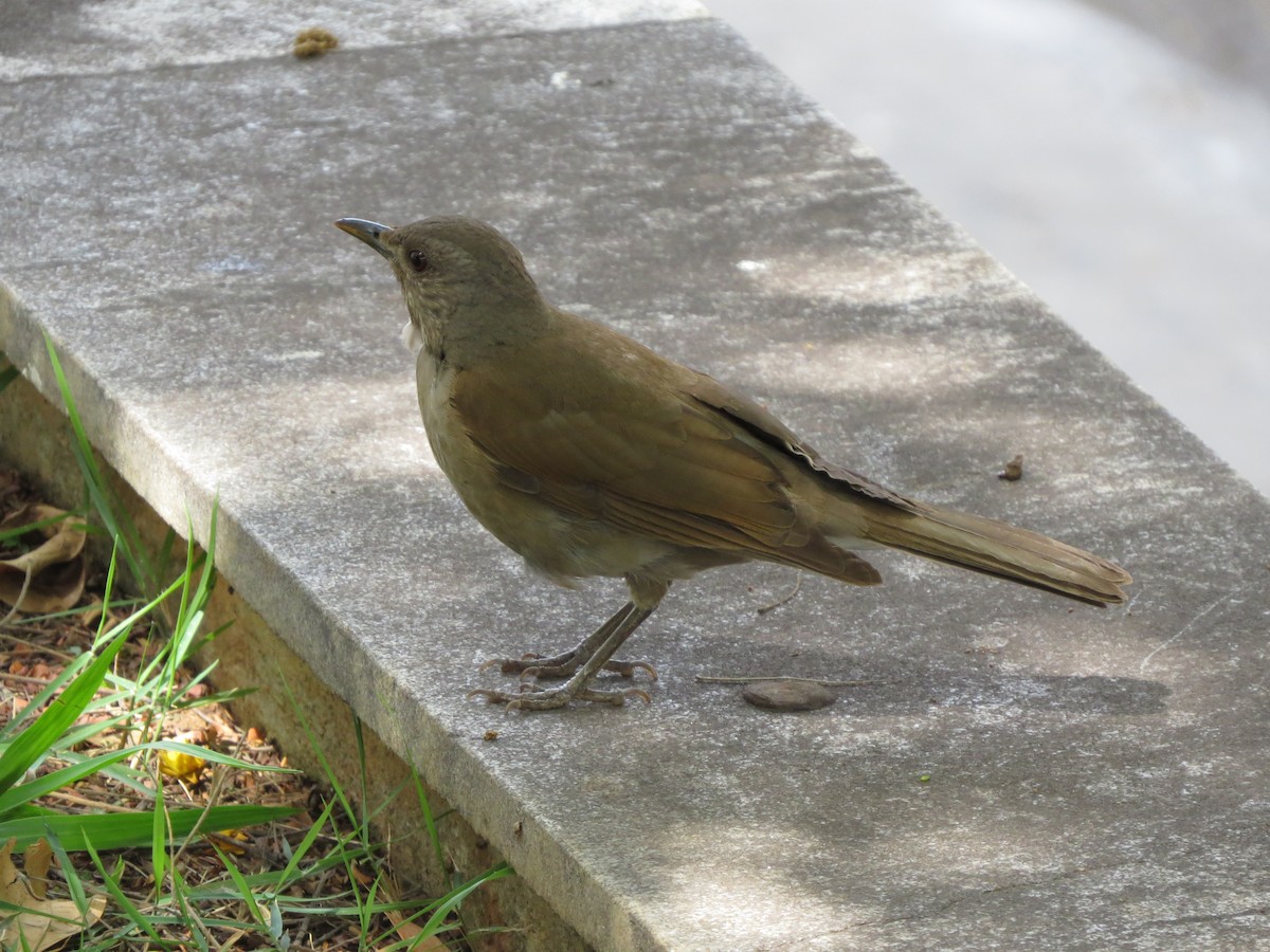 Pale-breasted Thrush - ML644363211