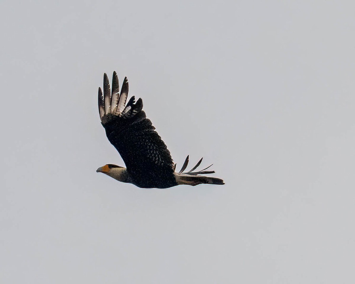Crested Caracara - ML644363212