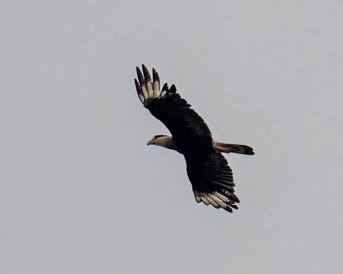 Crested Caracara - ML644363213