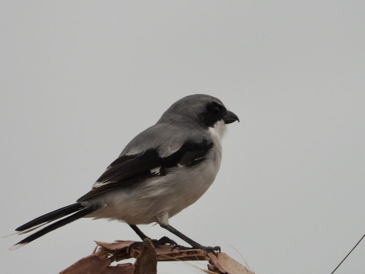 Loggerhead Shrike - ML644363214