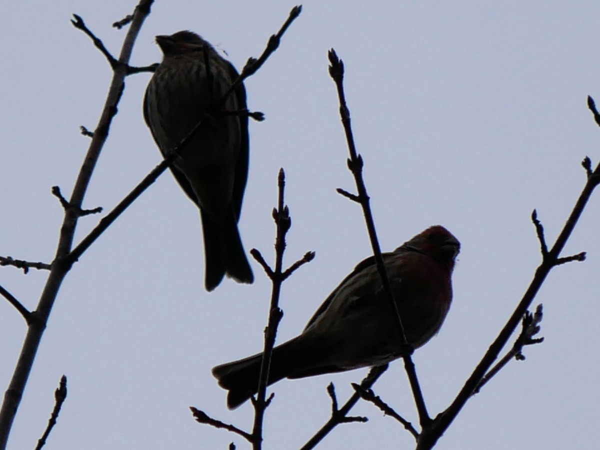 husrosenfink - ML644363215