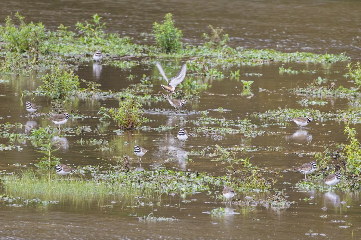 Killdeer - ML644363217