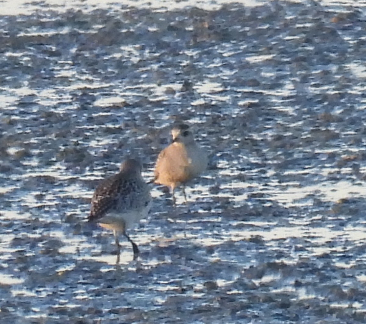 Chorlito Gris - ML644363219