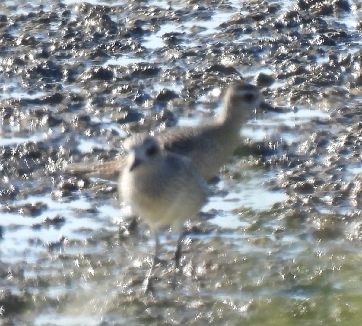 Chorlito Gris - ML644363220