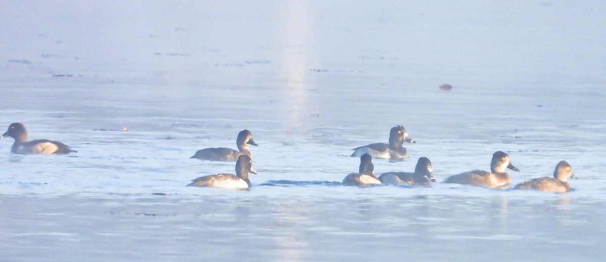 Halkalı Patka - ML644363225