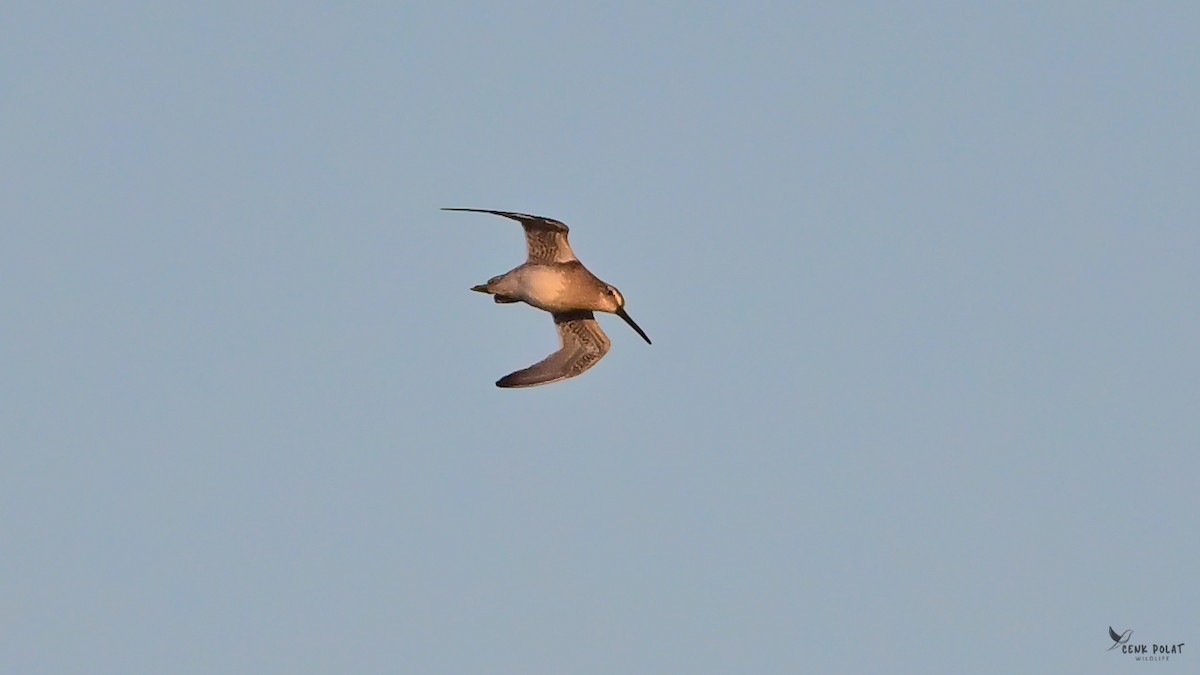 Long-billed Dowitcher - ML644363228