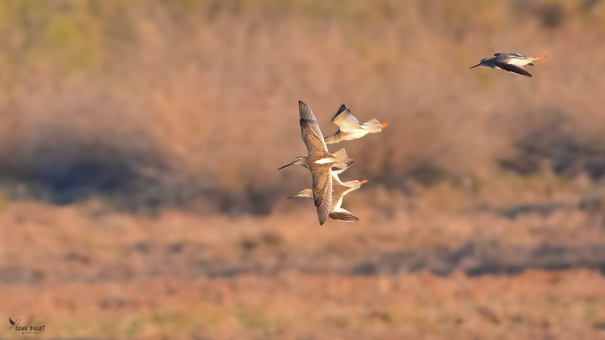 Long-billed Dowitcher - ML644363229