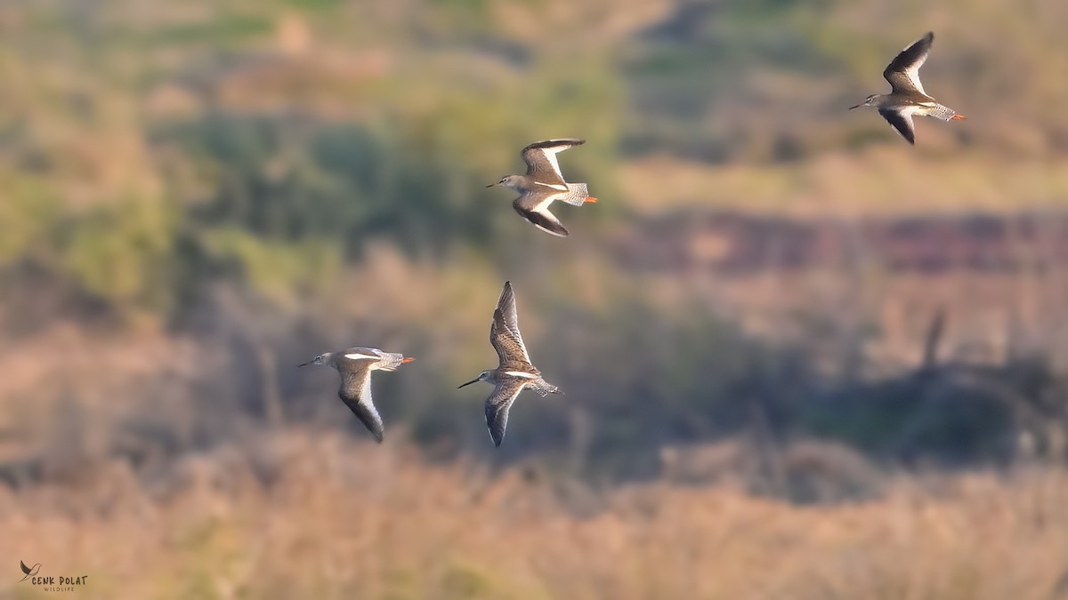 Long-billed Dowitcher - ML644363230