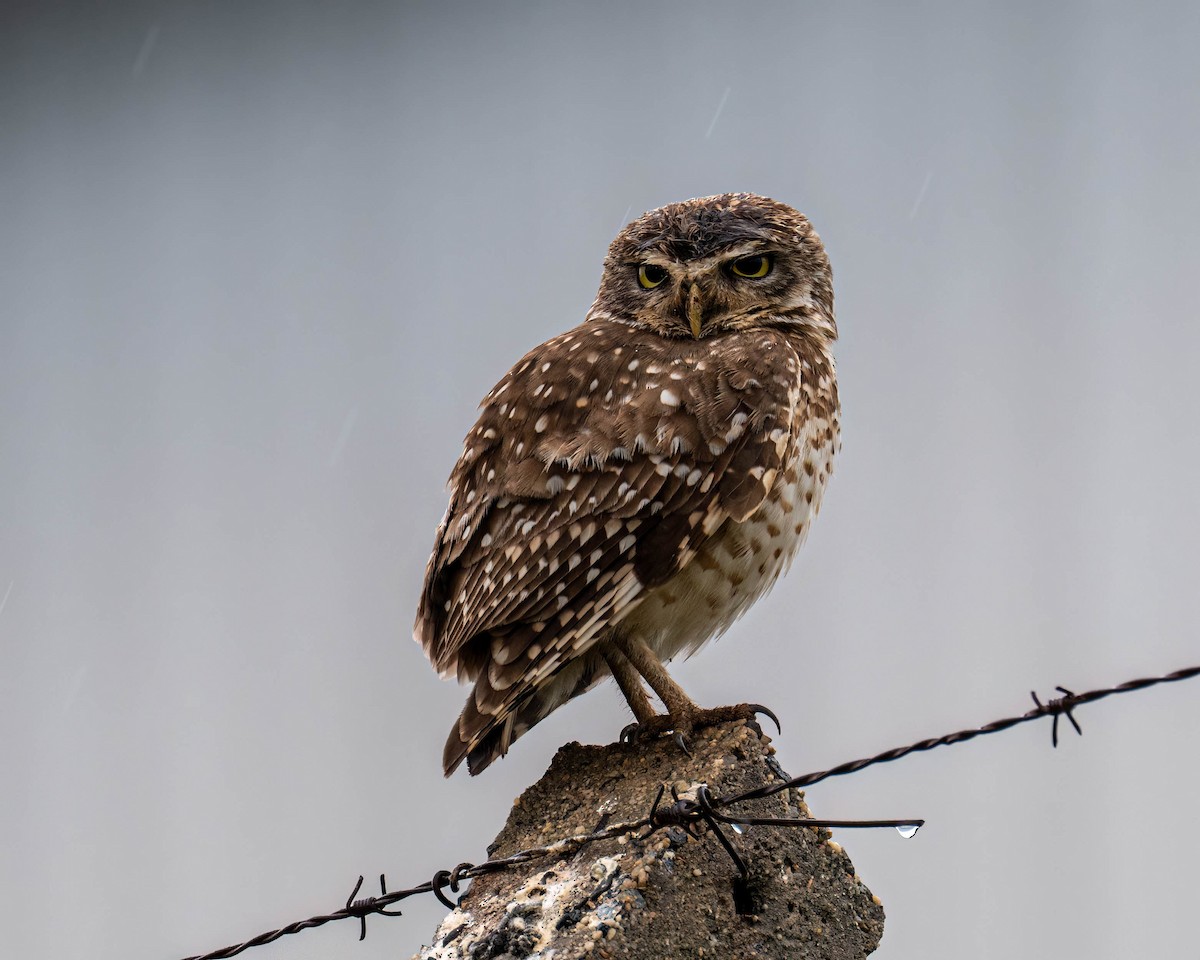 Burrowing Owl - ML644363239