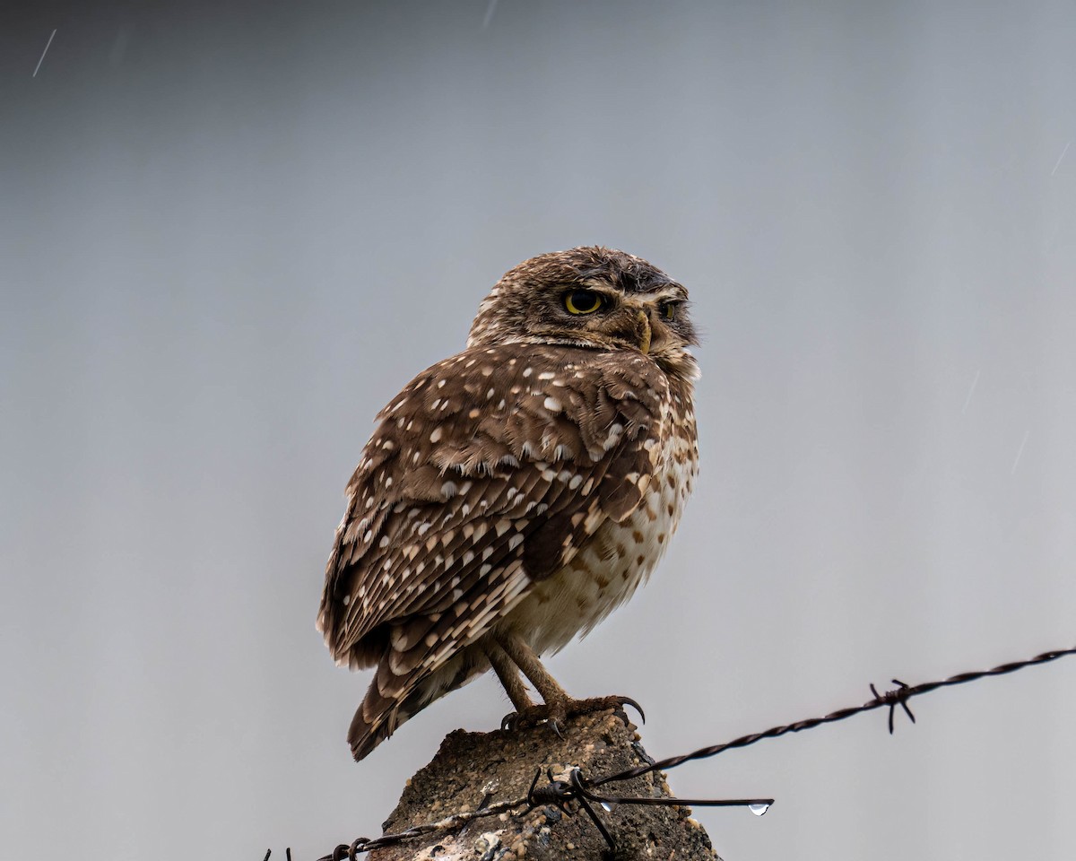 Burrowing Owl - ML644363240
