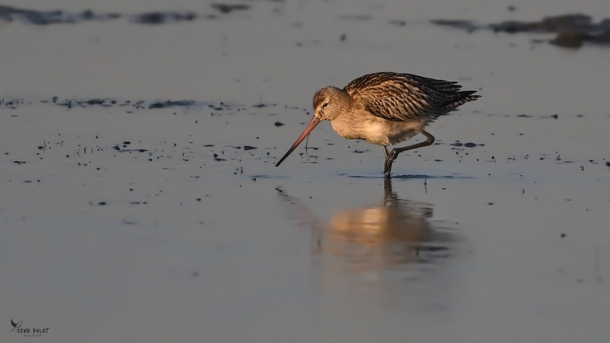 Bar-tailed Godwit - ML644363250