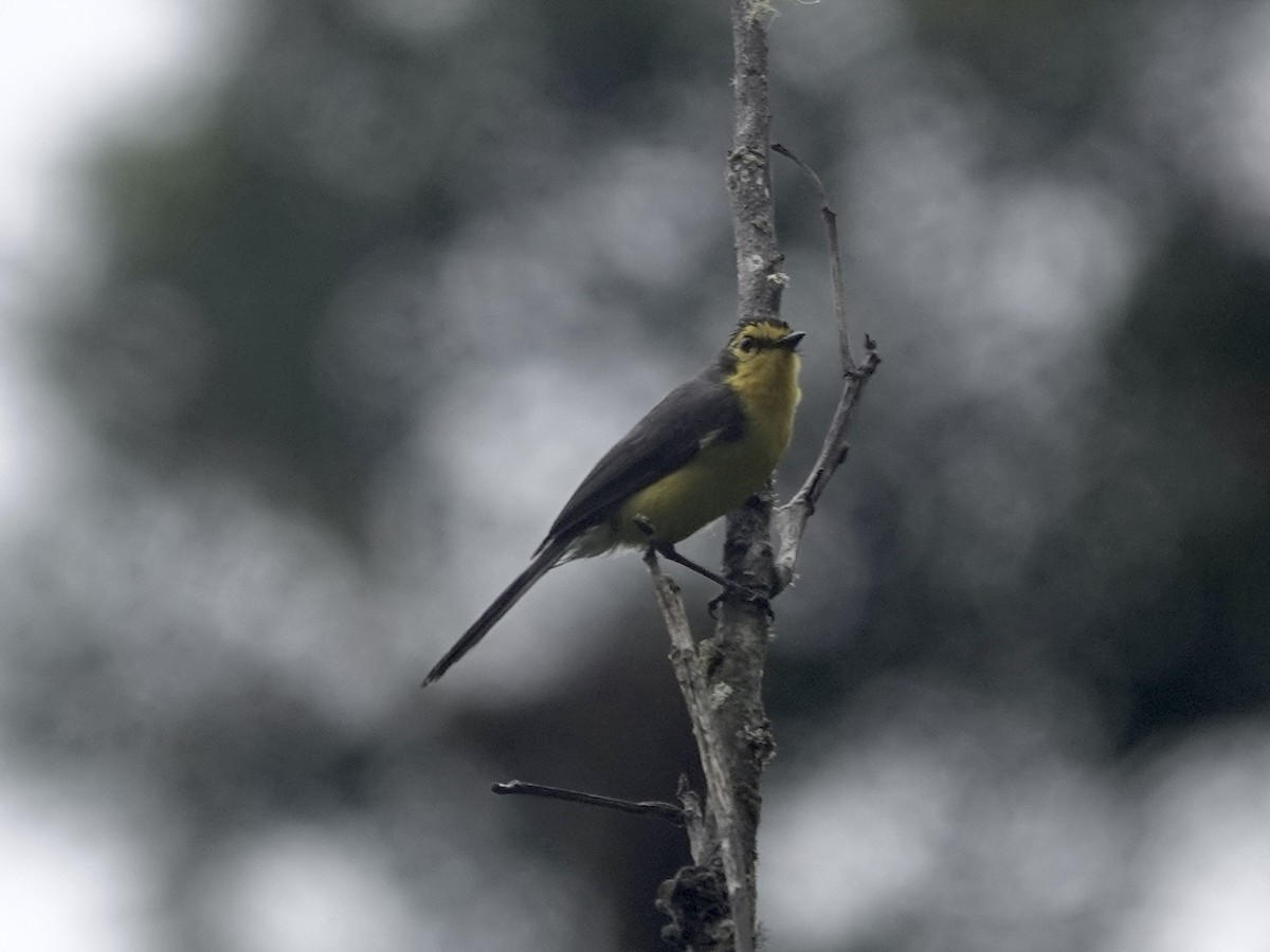 Чернітка перуанська - ML644363254