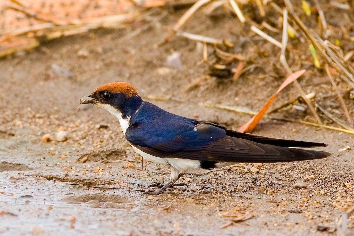 Wire-tailed Swallow - ML644363256