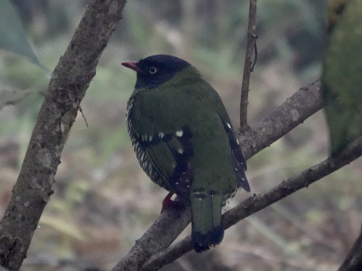 Barred Fruiteater - ML644363268