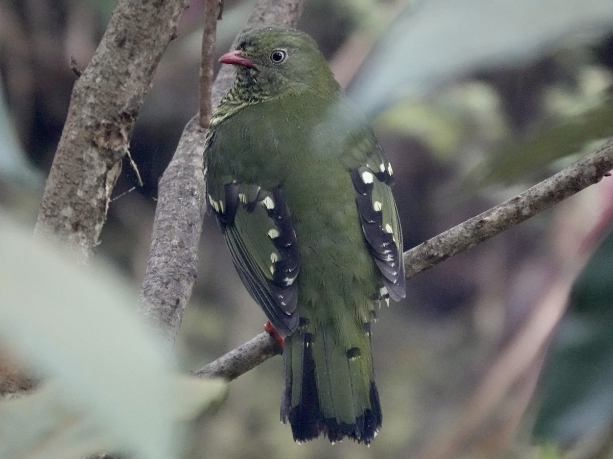 Barred Fruiteater - ML644363269