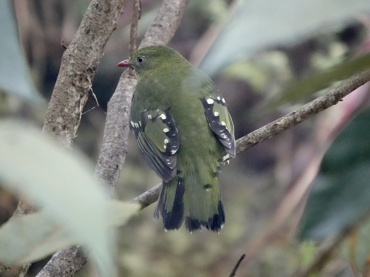 Barred Fruiteater - ML644363271